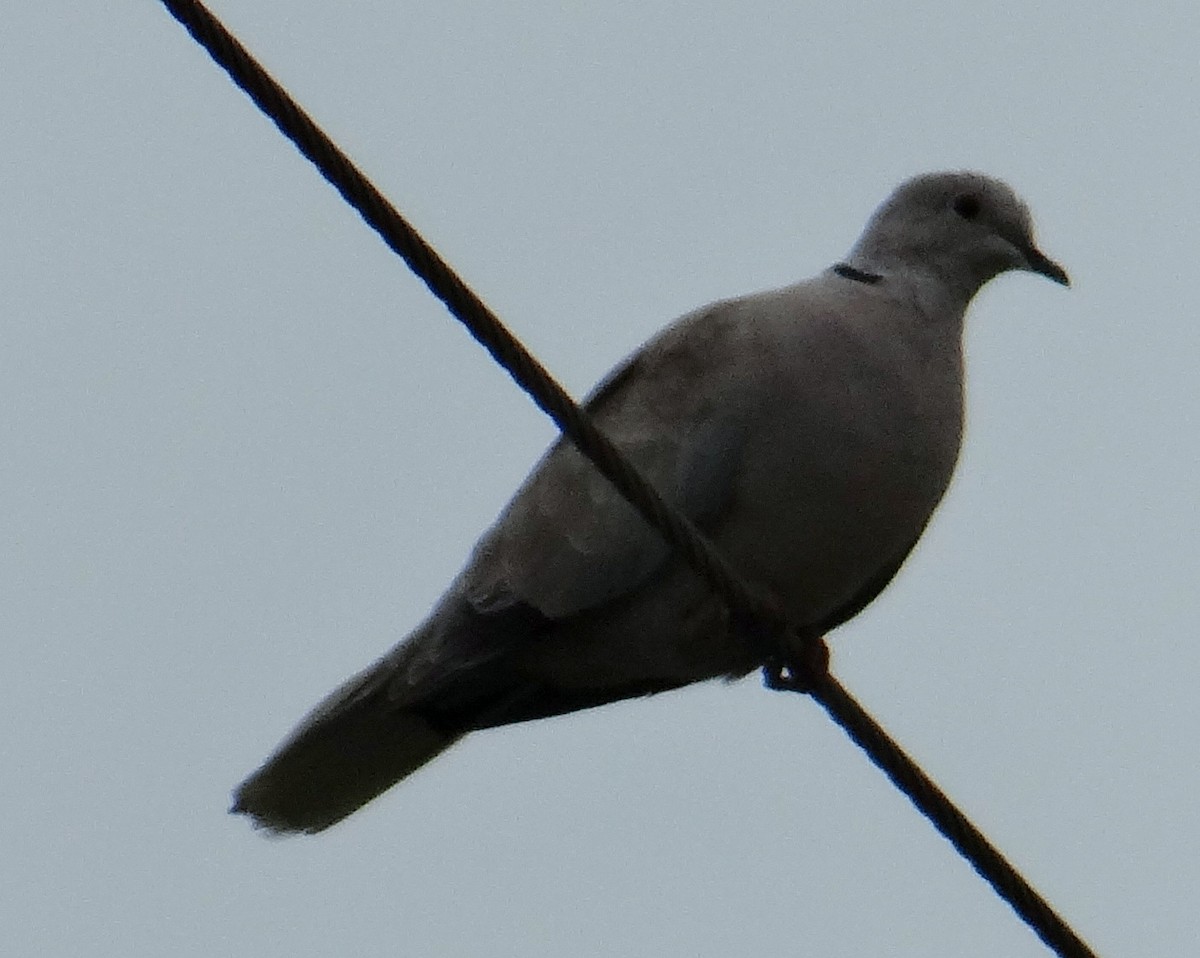 Eurasian Collared-Dove - ML30917701