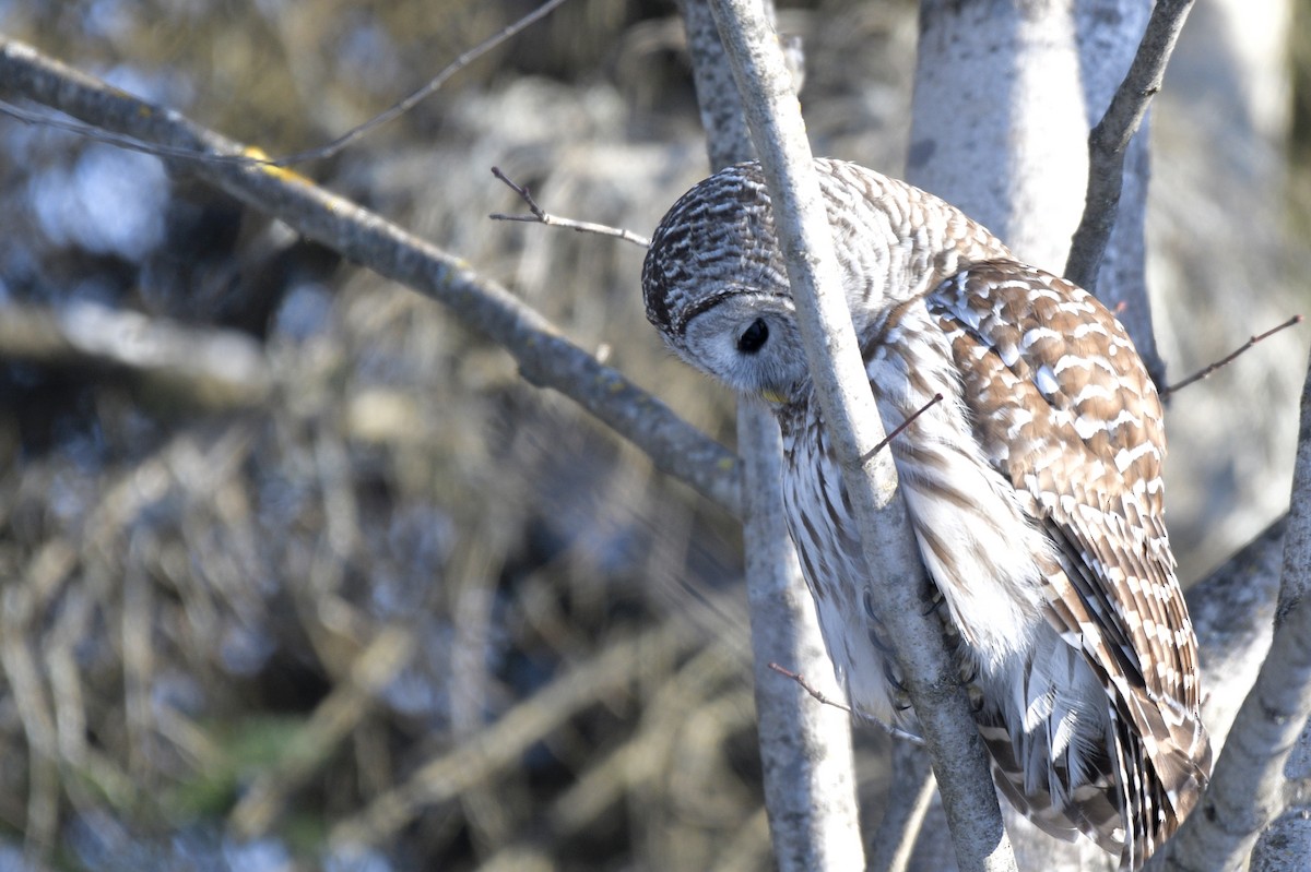 Barred Owl - ML309177311