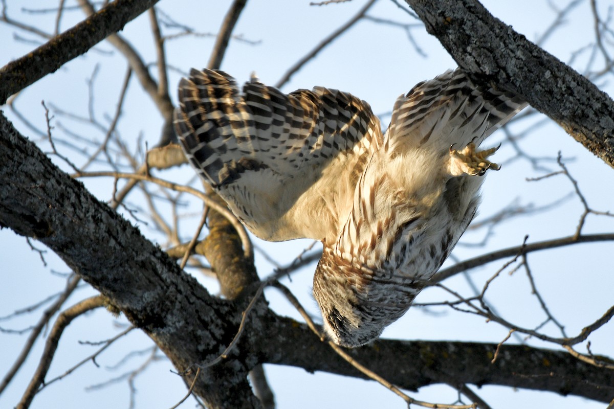 Barred Owl - ML309177471