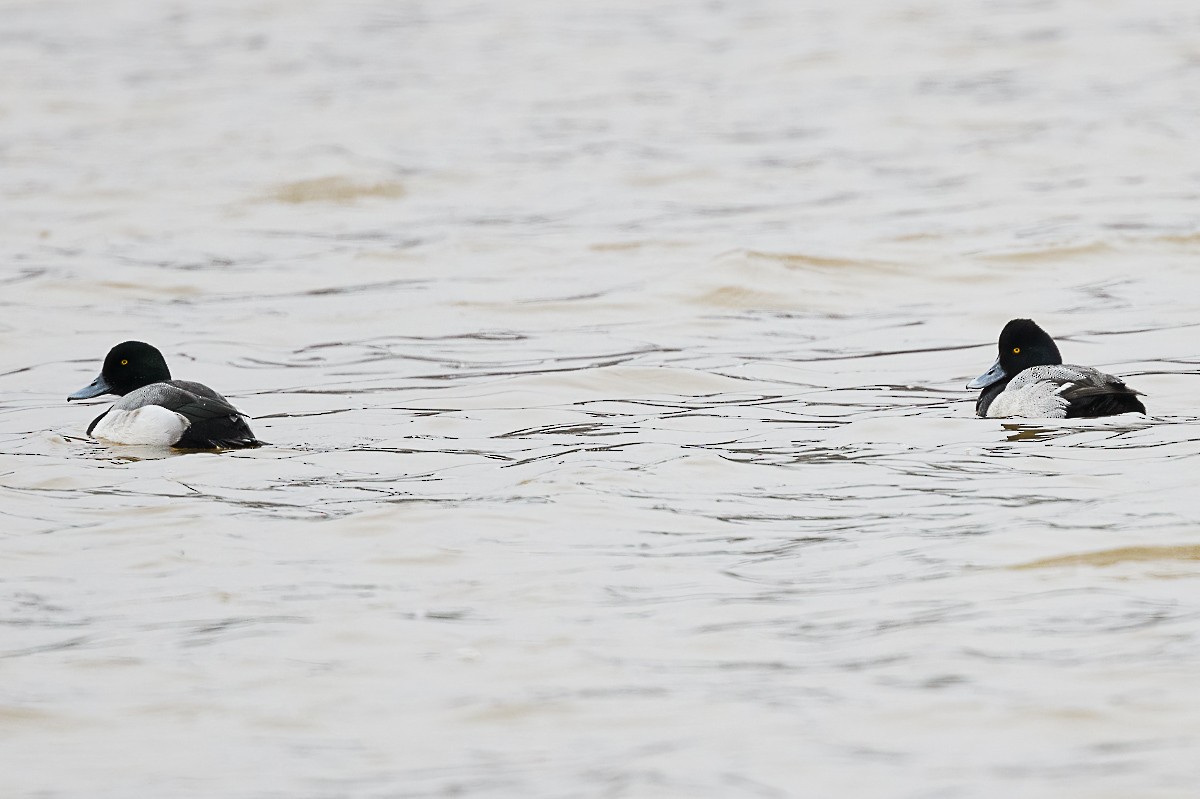 Greater Scaup - Paul Beerman