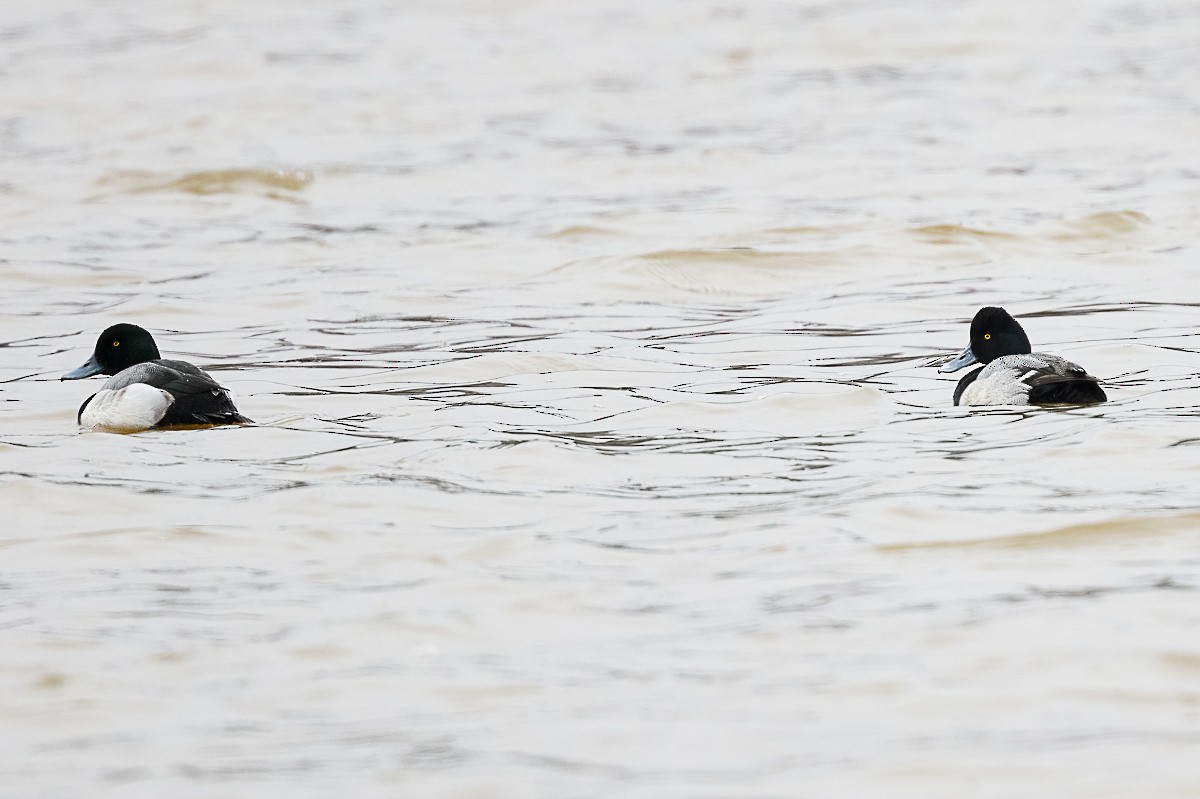 Lesser Scaup - Paul Beerman