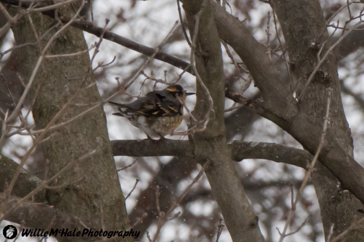 Varied Thrush - ML309178801