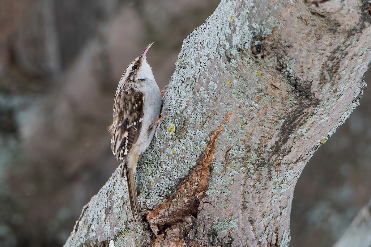Brown Creeper - ML309180031