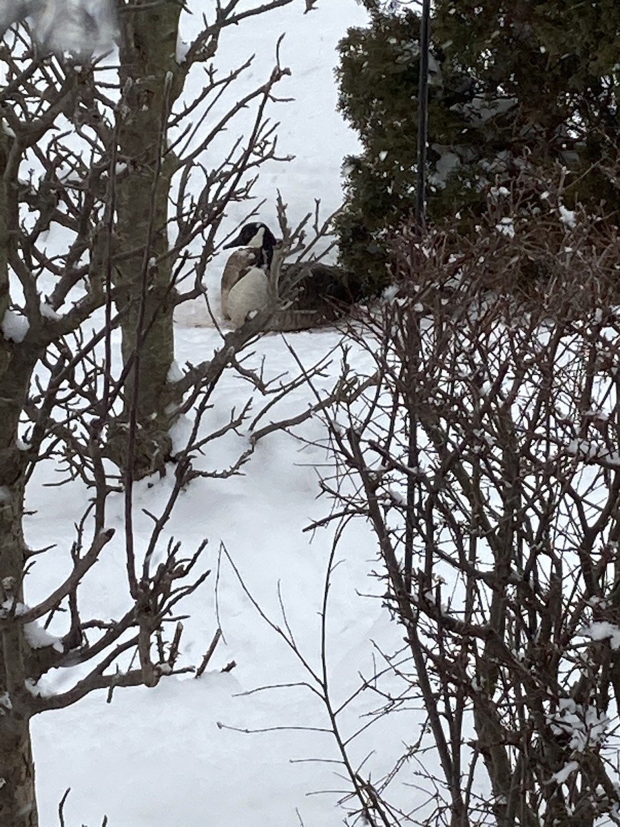 Canada Goose - ML309181451