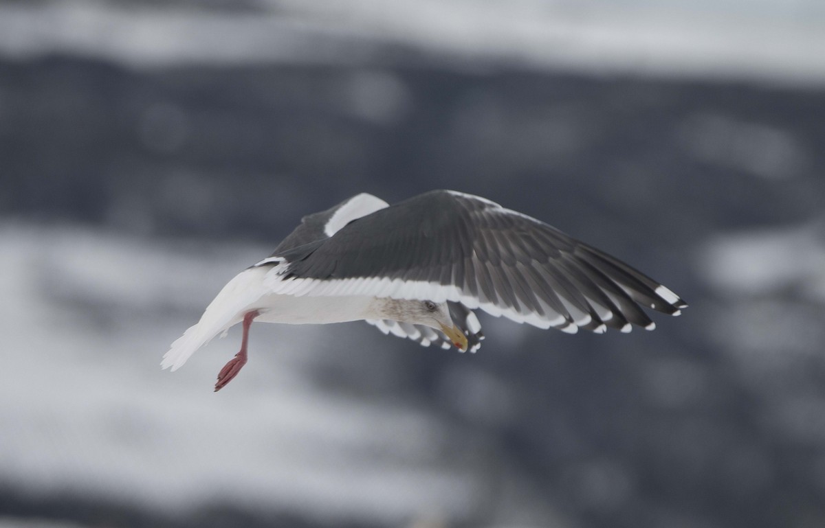 Slaty-backed Gull - ML309182131