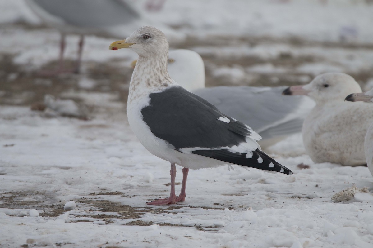 Slaty-backed Gull - ML309182211