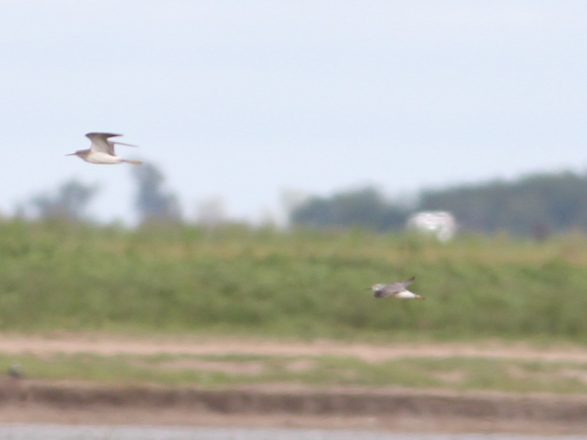 Wilson's Phalarope - ML309183541