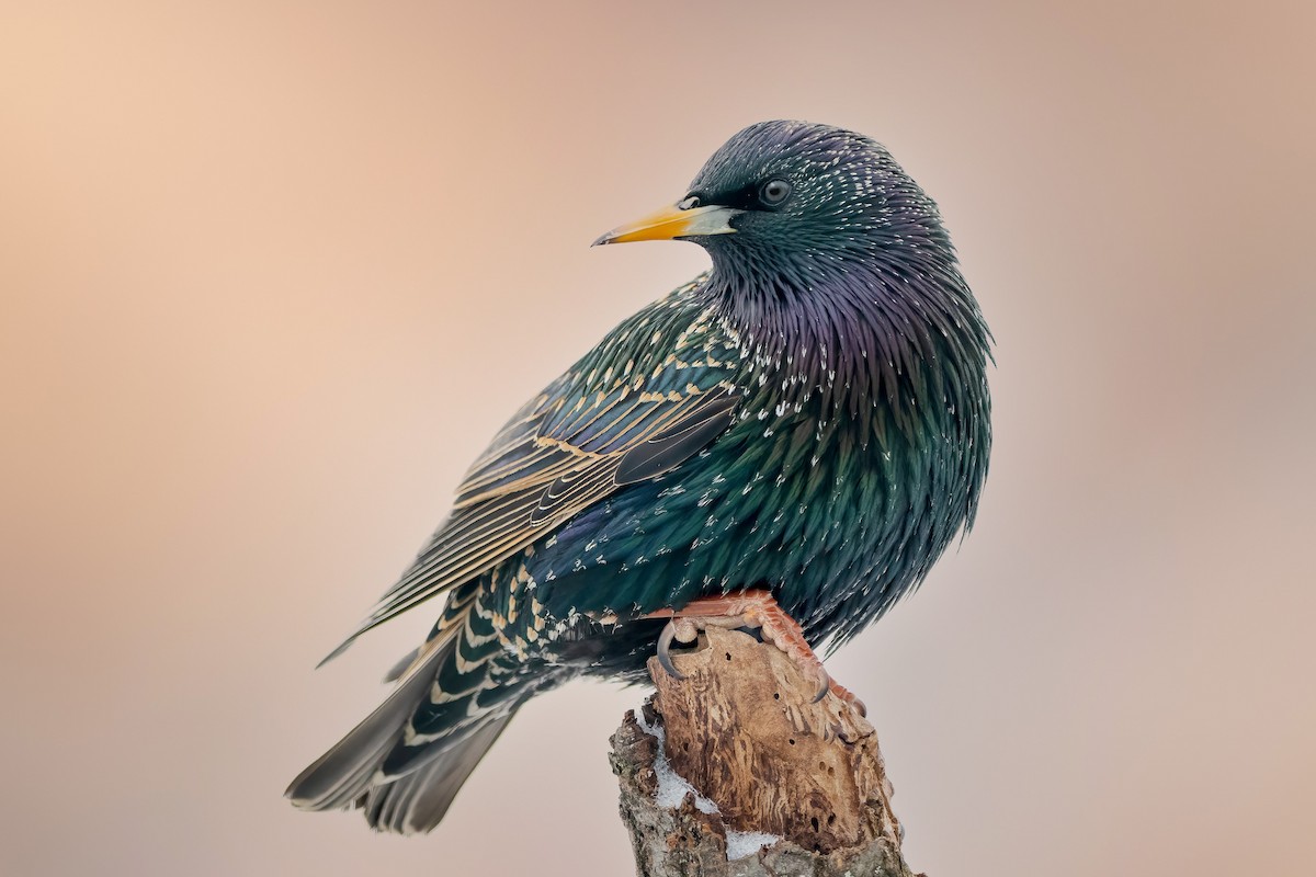 European Starling - Matthew Plante