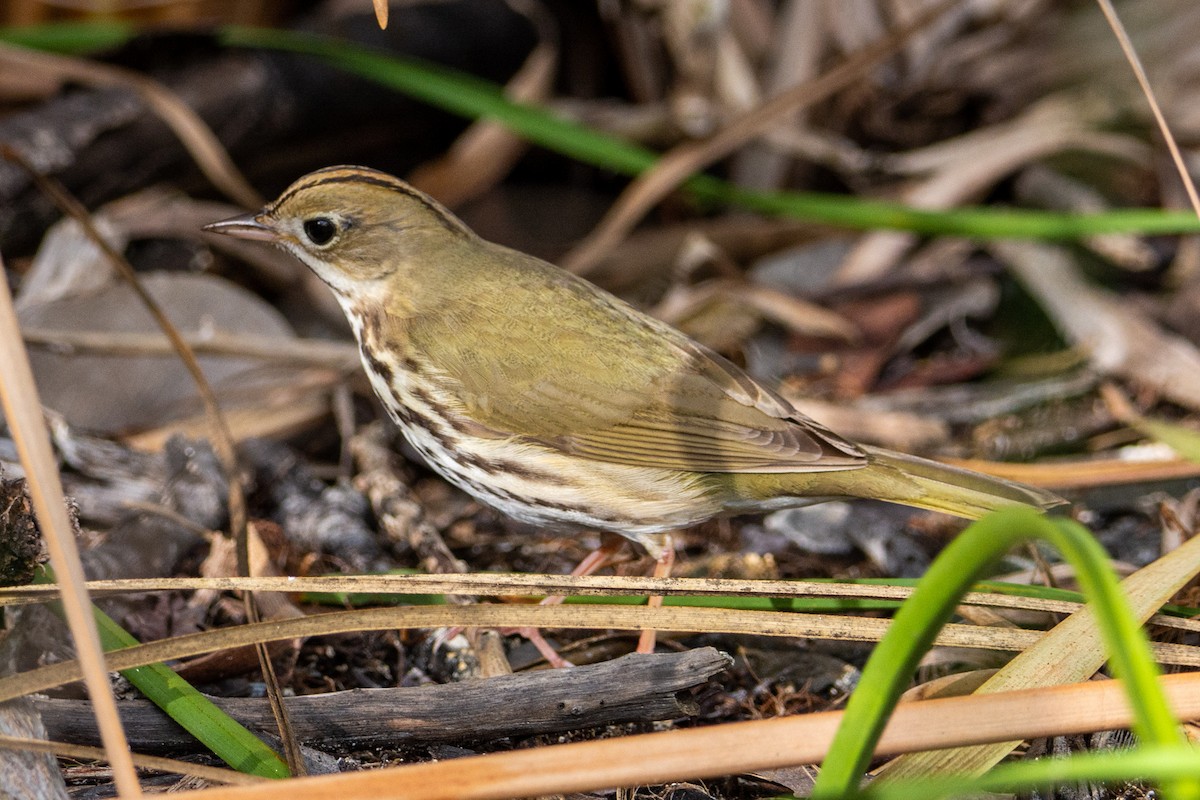 Ovenbird - ML309188501