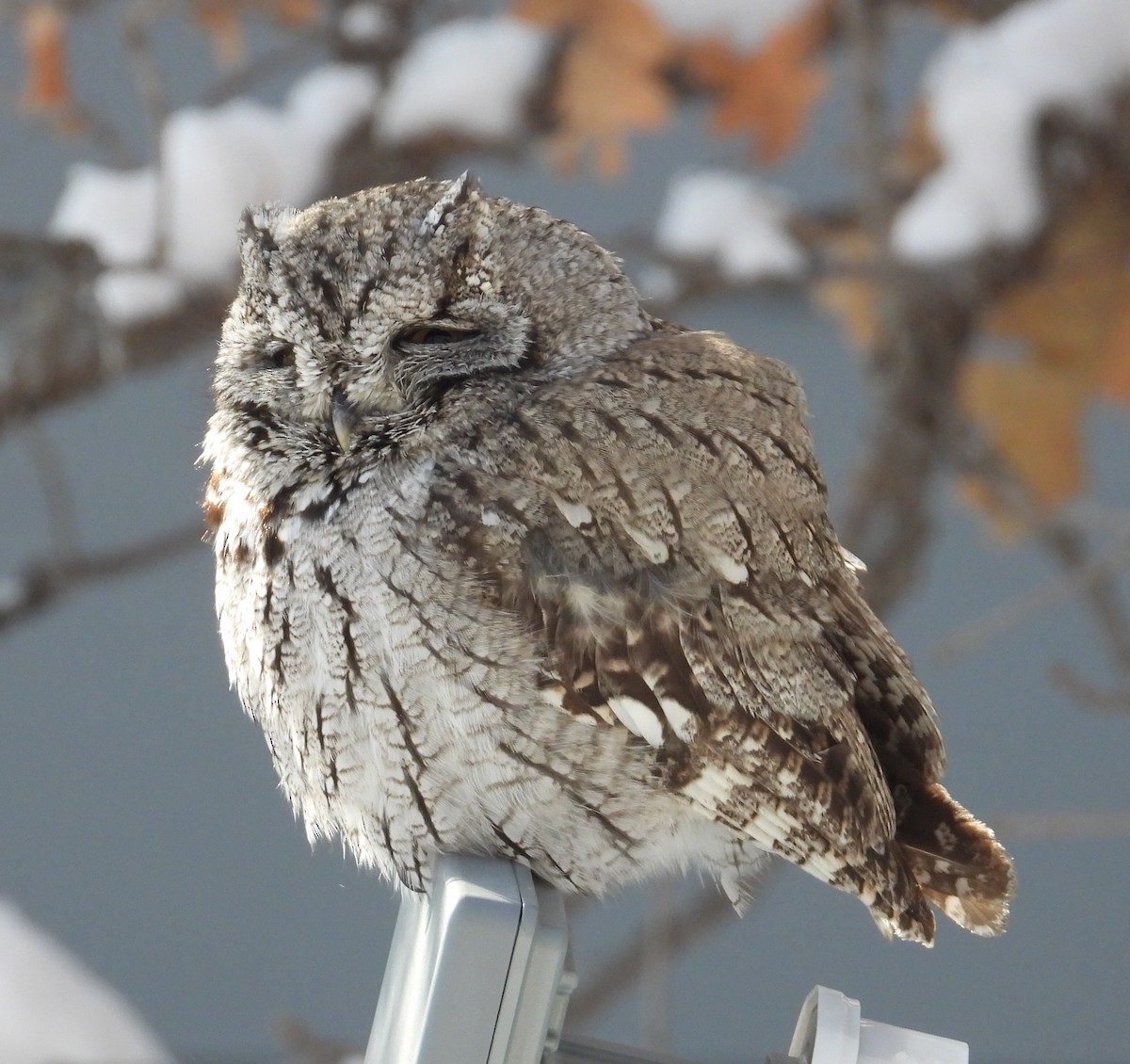 Western Screech-Owl - ML309192061