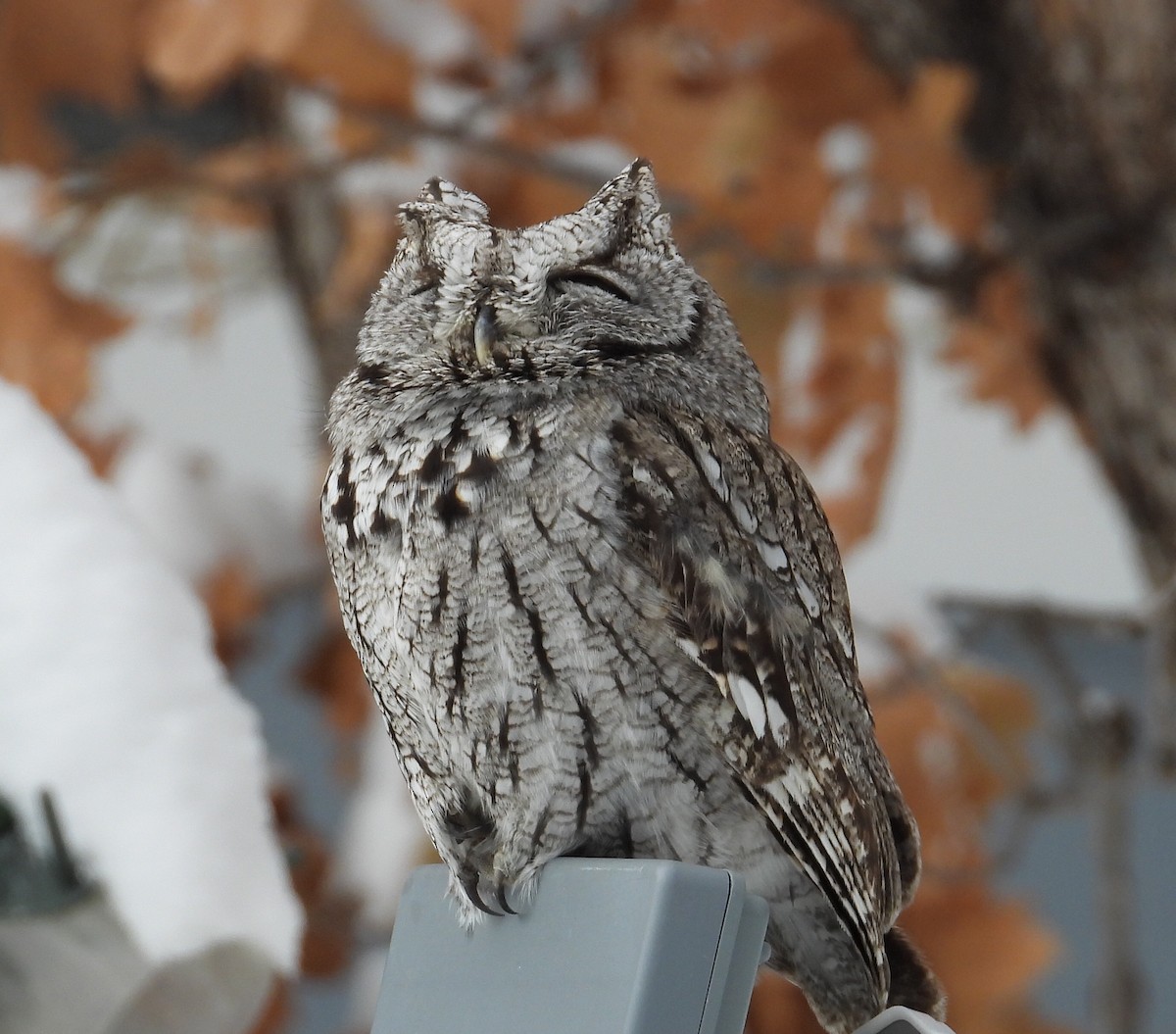 Western Screech-Owl - ML309192111