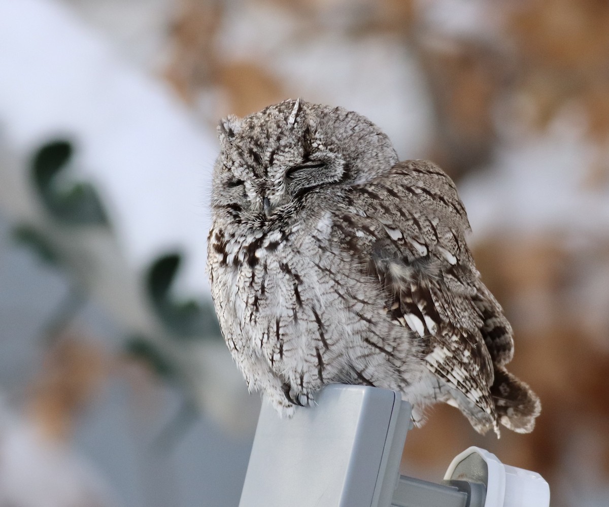 Western Screech-Owl - ML309194571