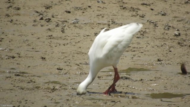 White Ibis - ML309195891