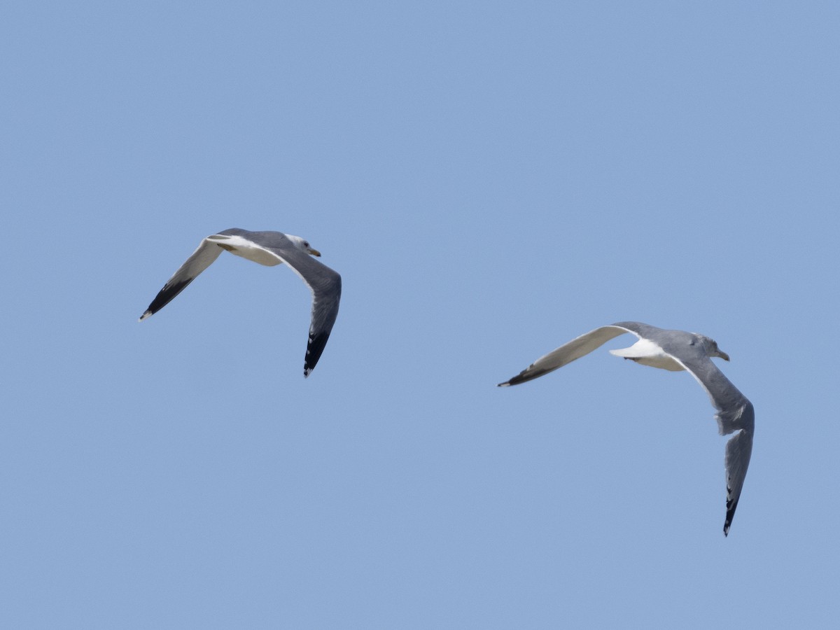 Gaviota Argéntea (americana) - ML309195911