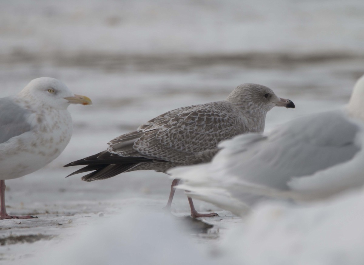 Herring x Glaucous Gull (hybrid) - ML309200111