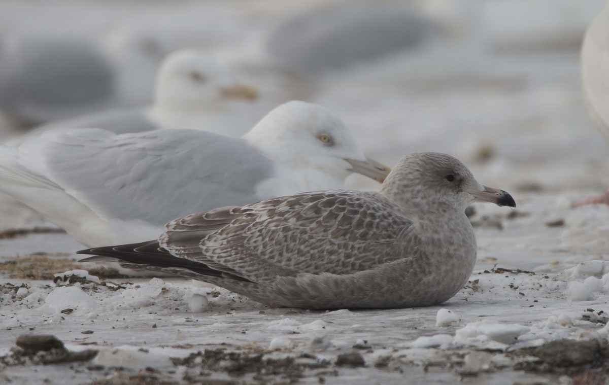 Herring x Glaucous Gull (hybrid) - ML309200281