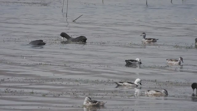 Cotton Pygmy-Goose - ML309201251