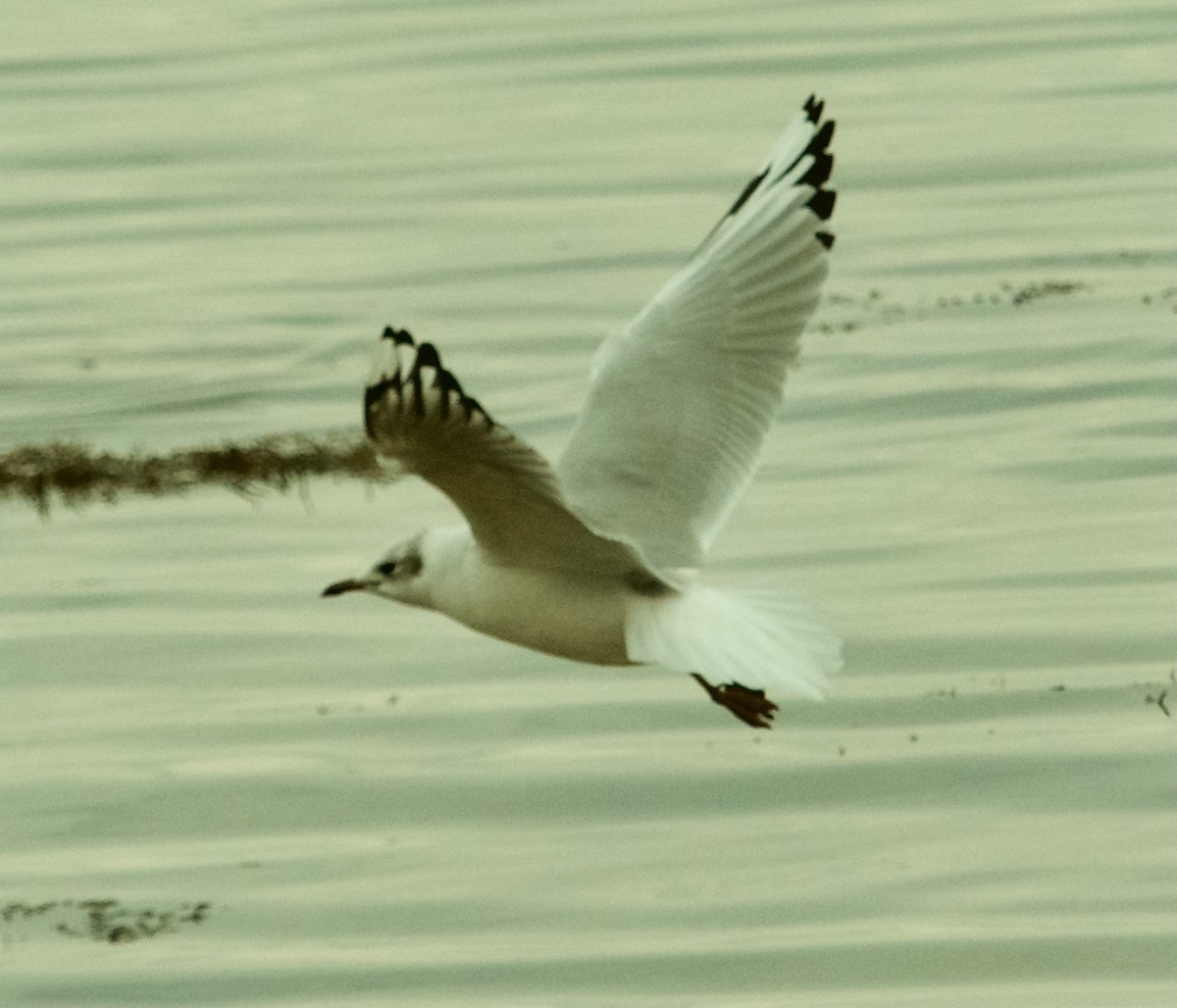 Black-headed x Ring-billed Gull (hybrid) - ML309201951