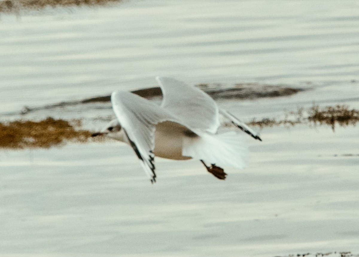 Black-headed x Ring-billed Gull (hybrid) - ML309201961