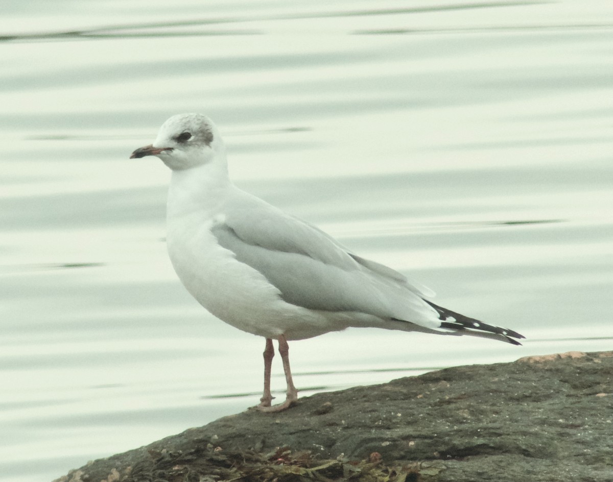 Black-headed x Ring-billed Gull (hybrid) - ML309201971