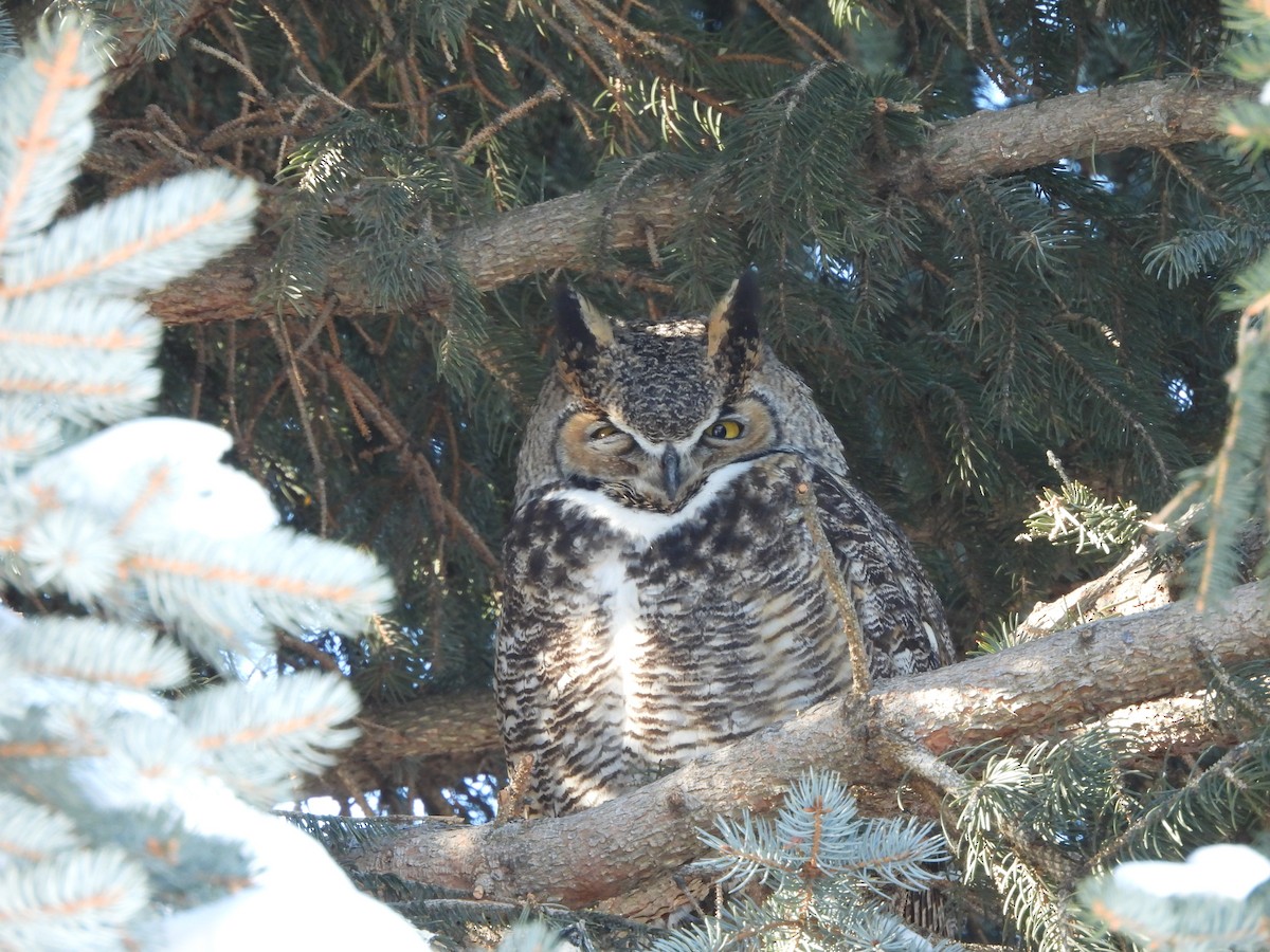 Great Horned Owl - Tom Wuenschell