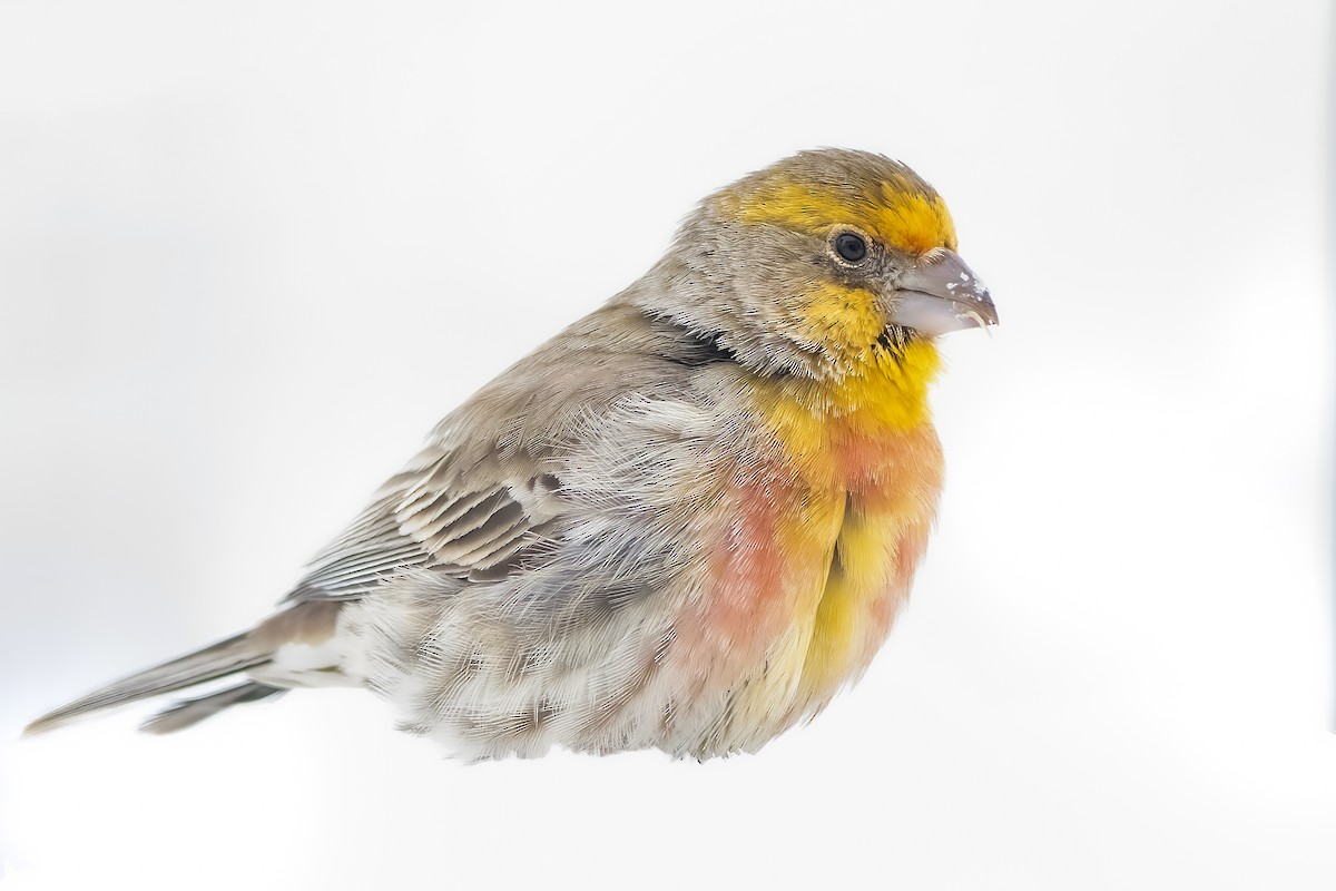 House Finch - ML309202231