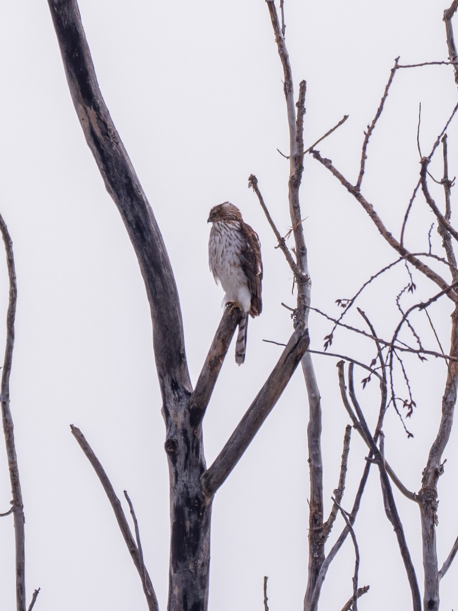 Cooper's Hawk - ML309202931