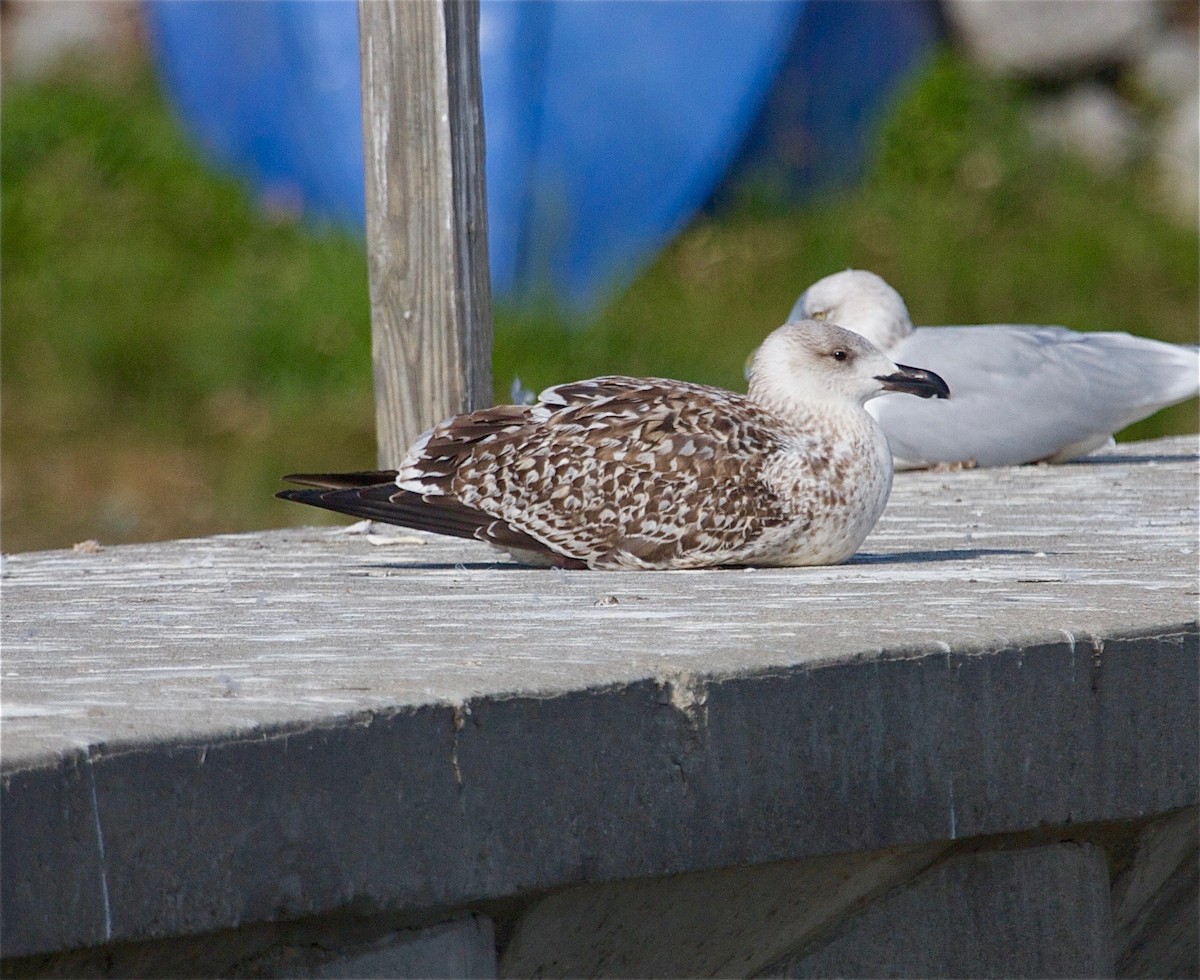 Great Black-backed Gull - ML30920501