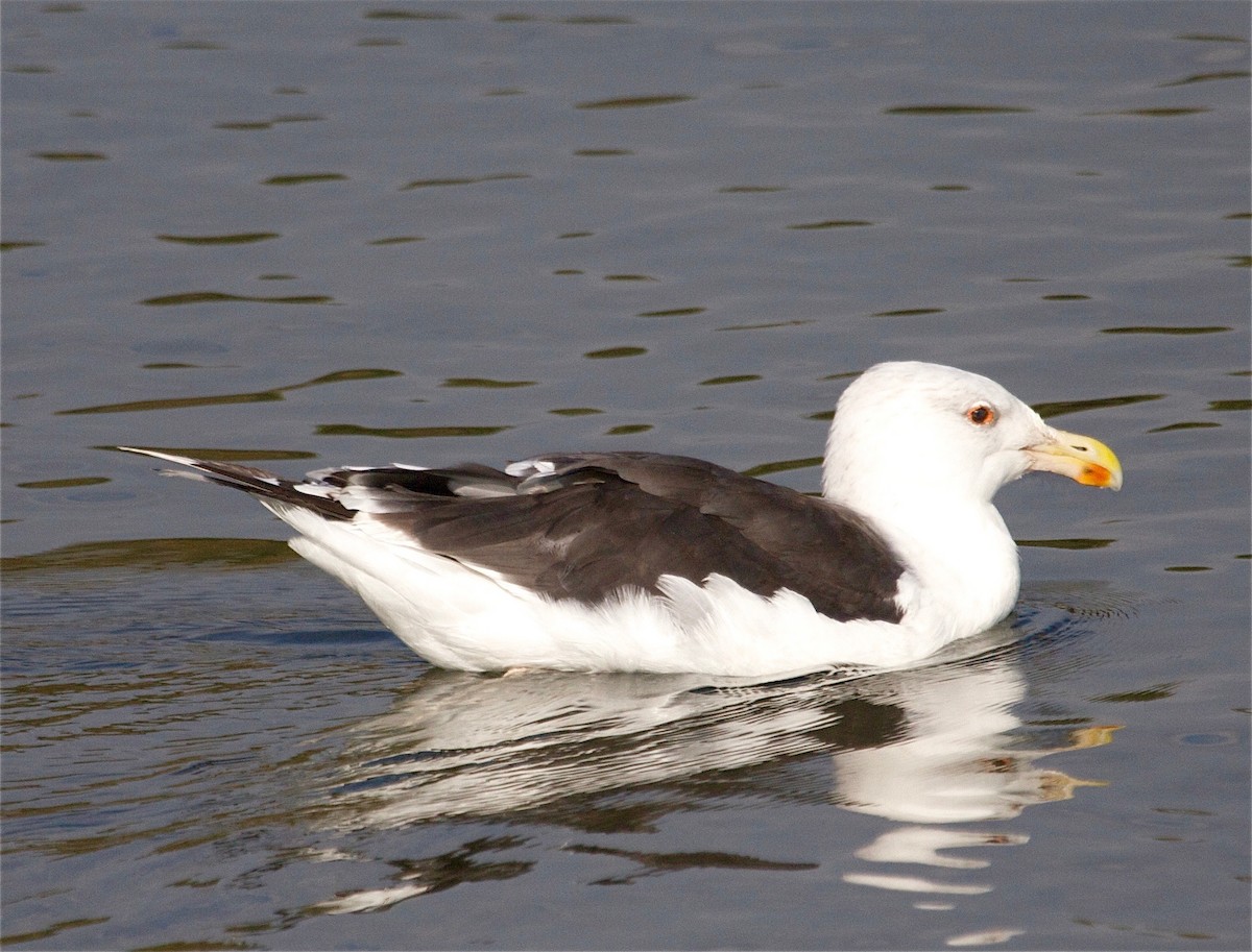 Great Black-backed Gull - ML30920511