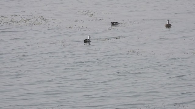 Cotton Pygmy-Goose - ML309206421