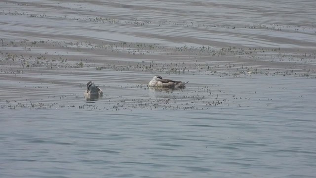 Cotton Pygmy-Goose - ML309209011