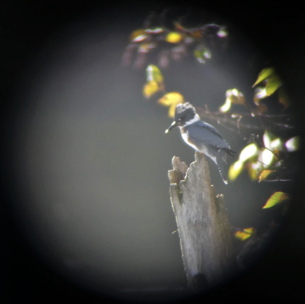 Belted Kingfisher - ML309210461