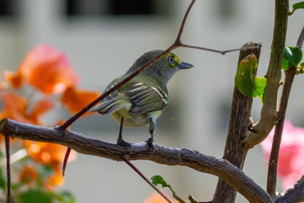 Ak Gözlü Vireo - ML309210641