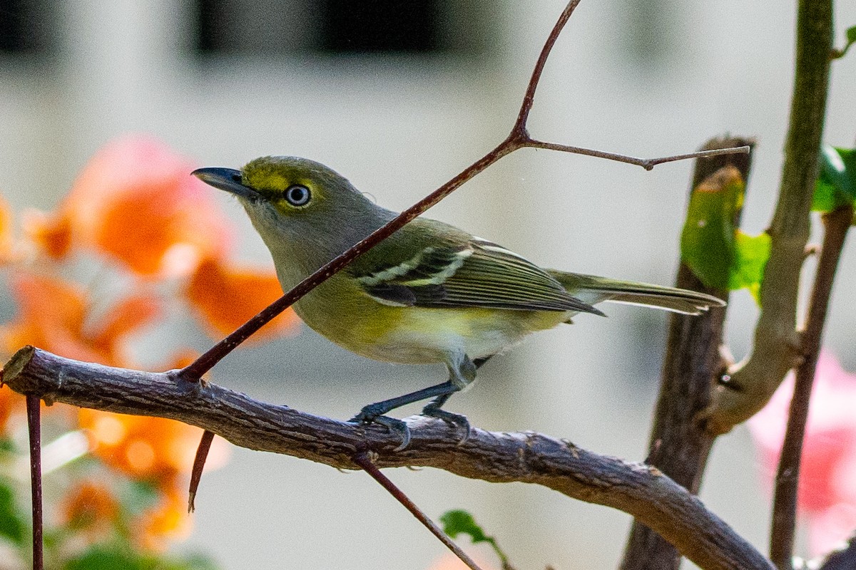 Weißaugenvireo - ML309210651