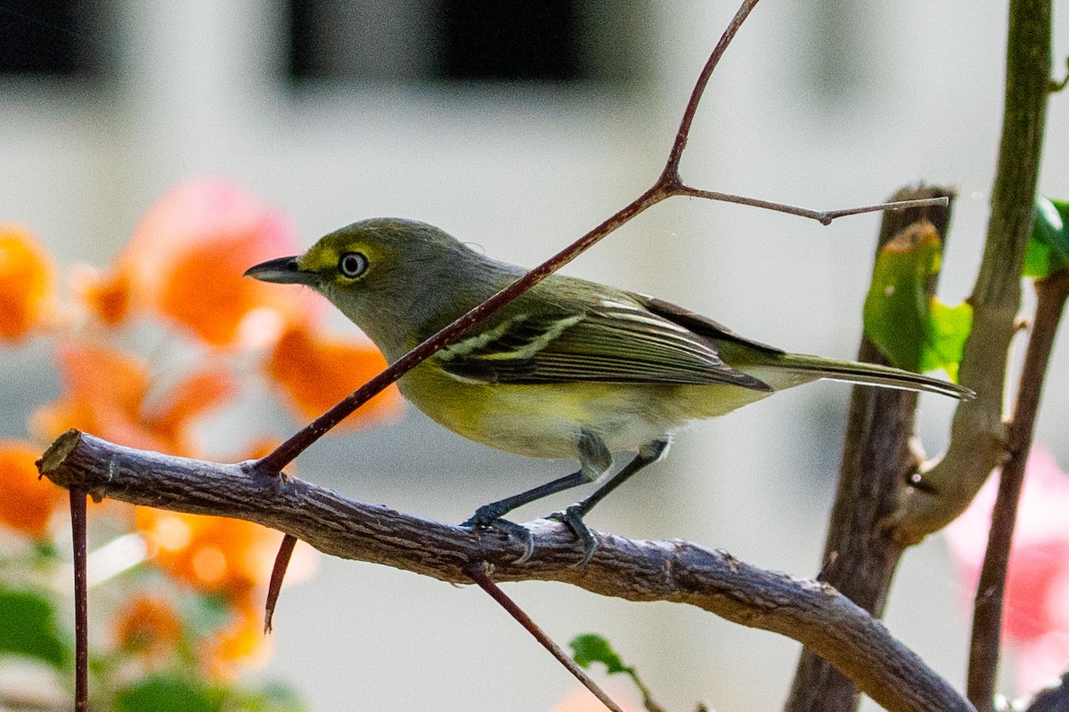 Ak Gözlü Vireo - ML309210661