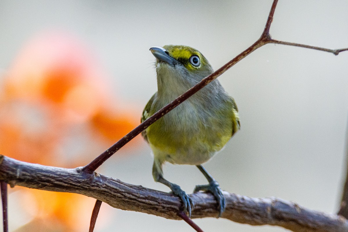 Ak Gözlü Vireo - ML309210671