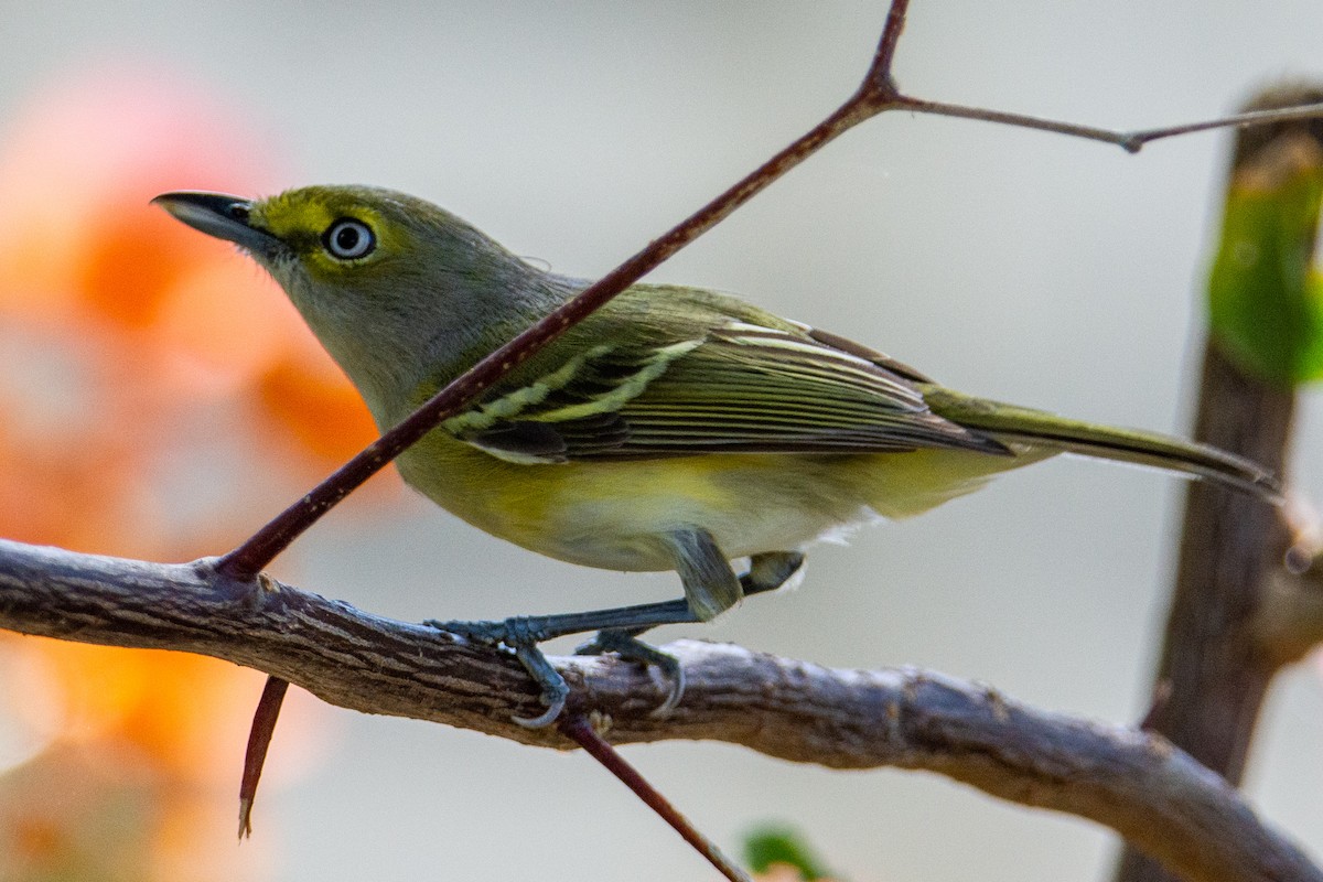 Ak Gözlü Vireo - ML309210681