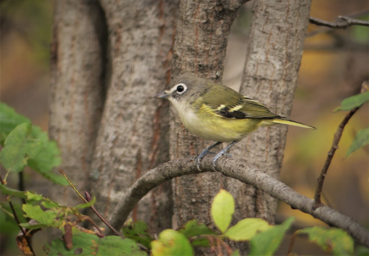 Graukopfvireo - ML309210941