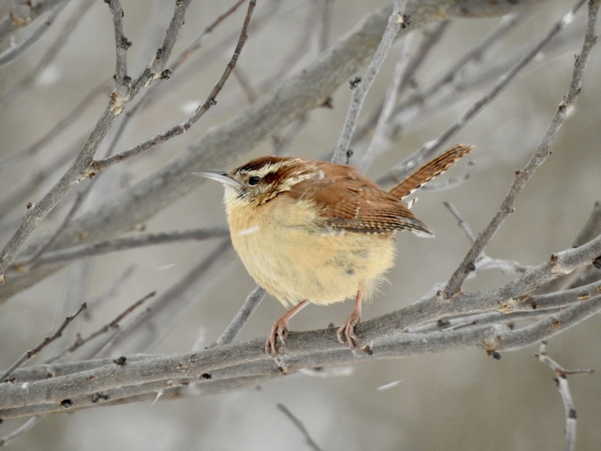 Carolina Wren - ML309211251
