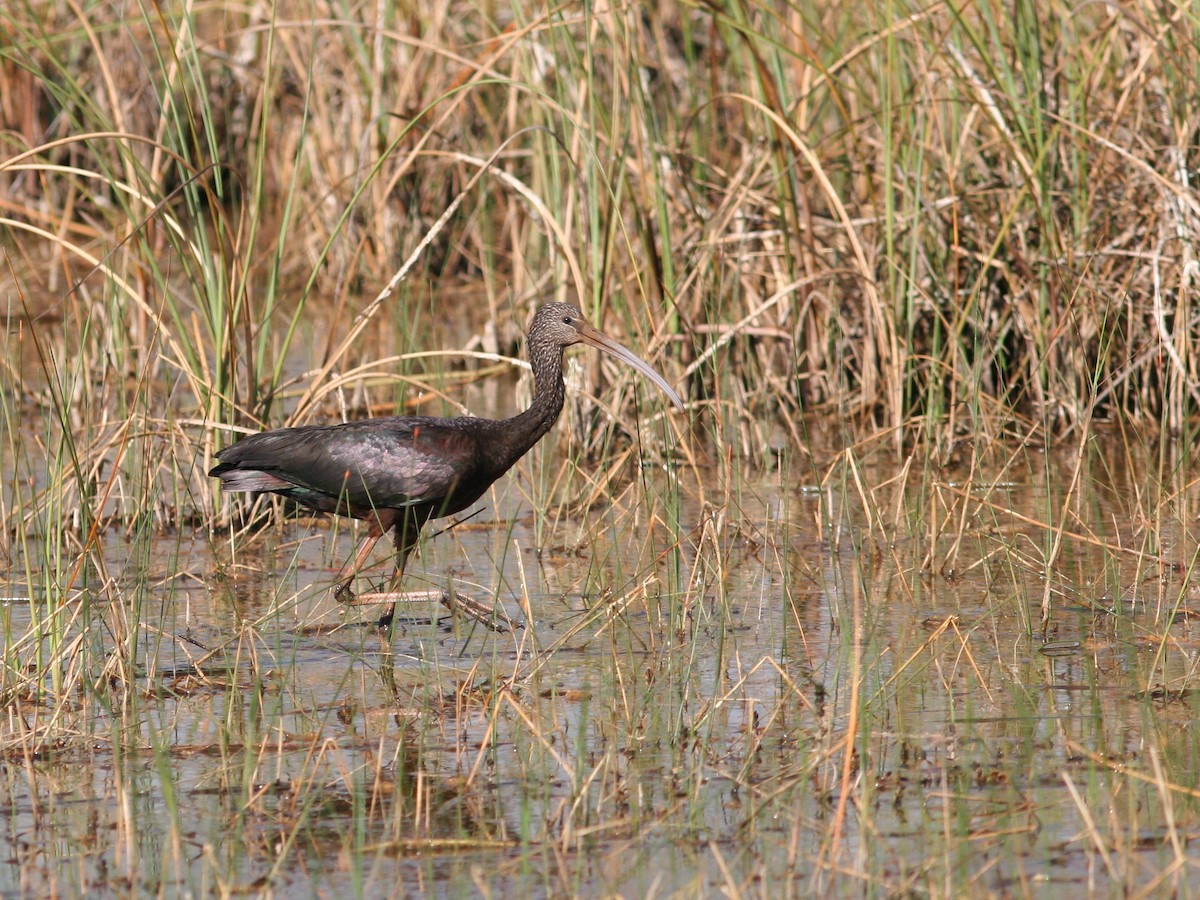 ibis hnědý - ML309211911