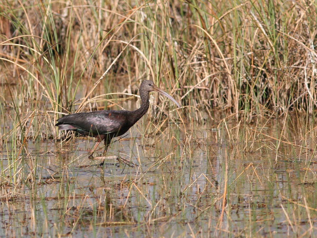 Glossy Ibis - ML309211911