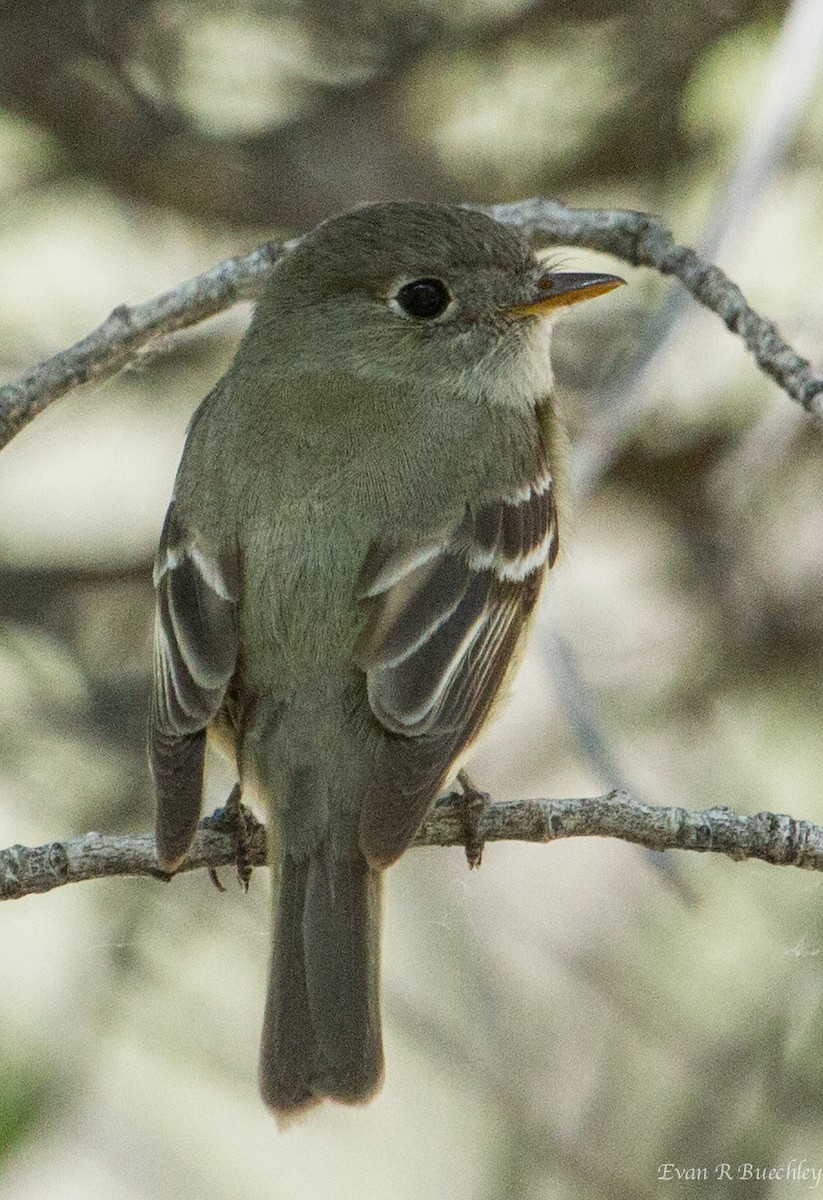 Least Flycatcher - Evan Buechley