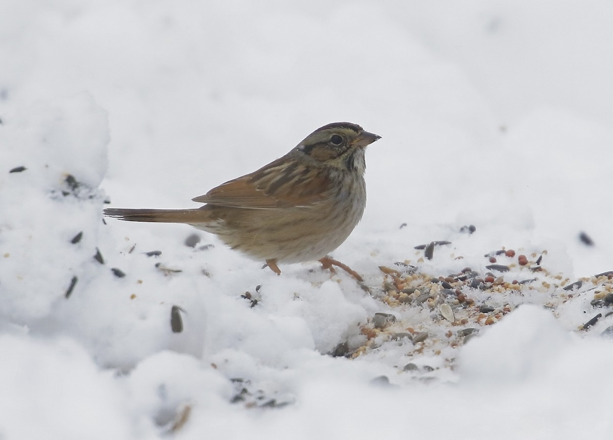 Swamp Sparrow - ML309213521