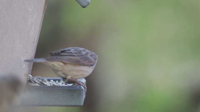 Cassin's Finch - ML309214381