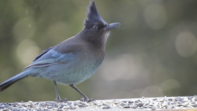 Steller's Jay - ML309214681