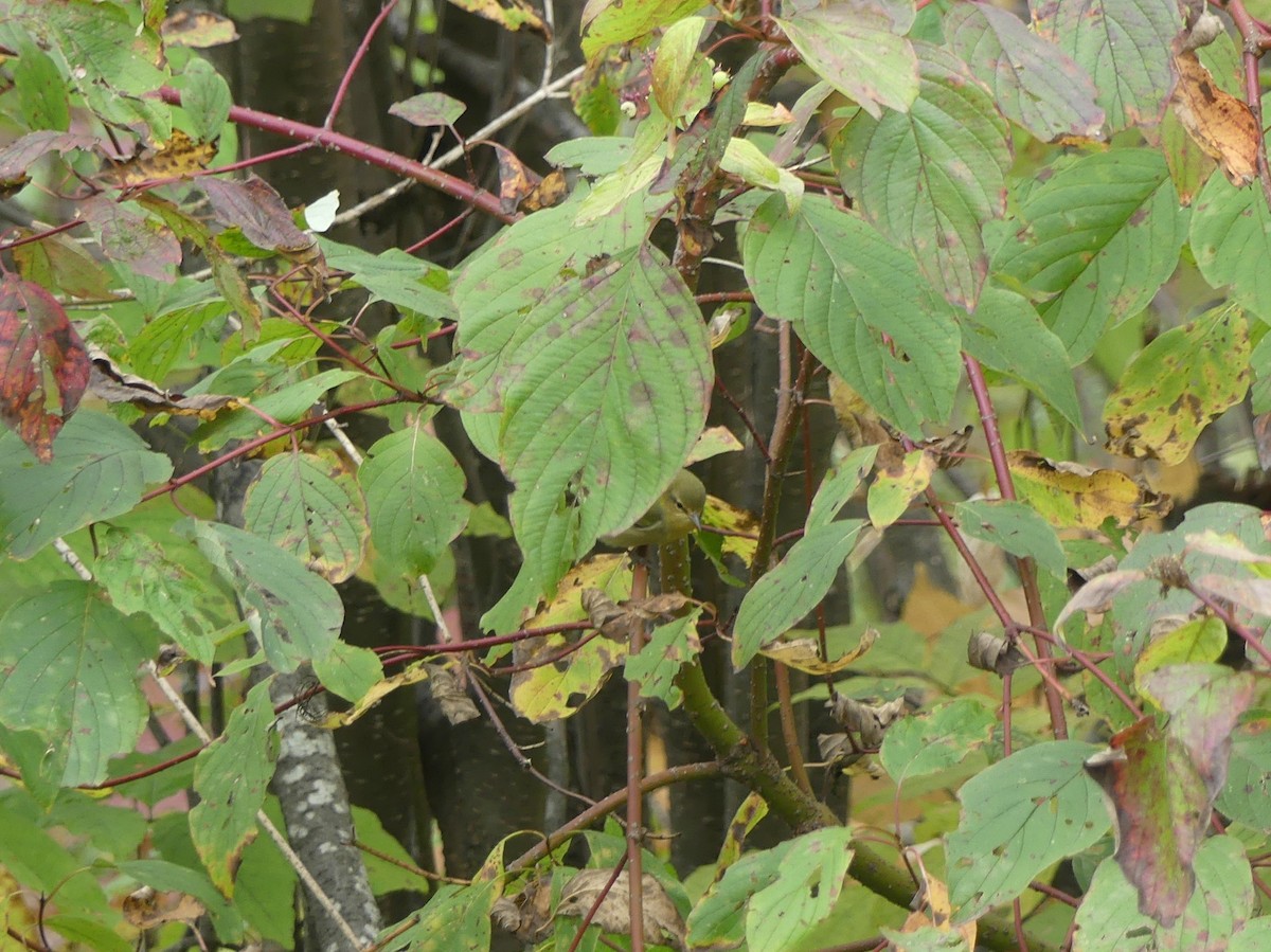 Tennessee Warbler - Marco Beaulieu