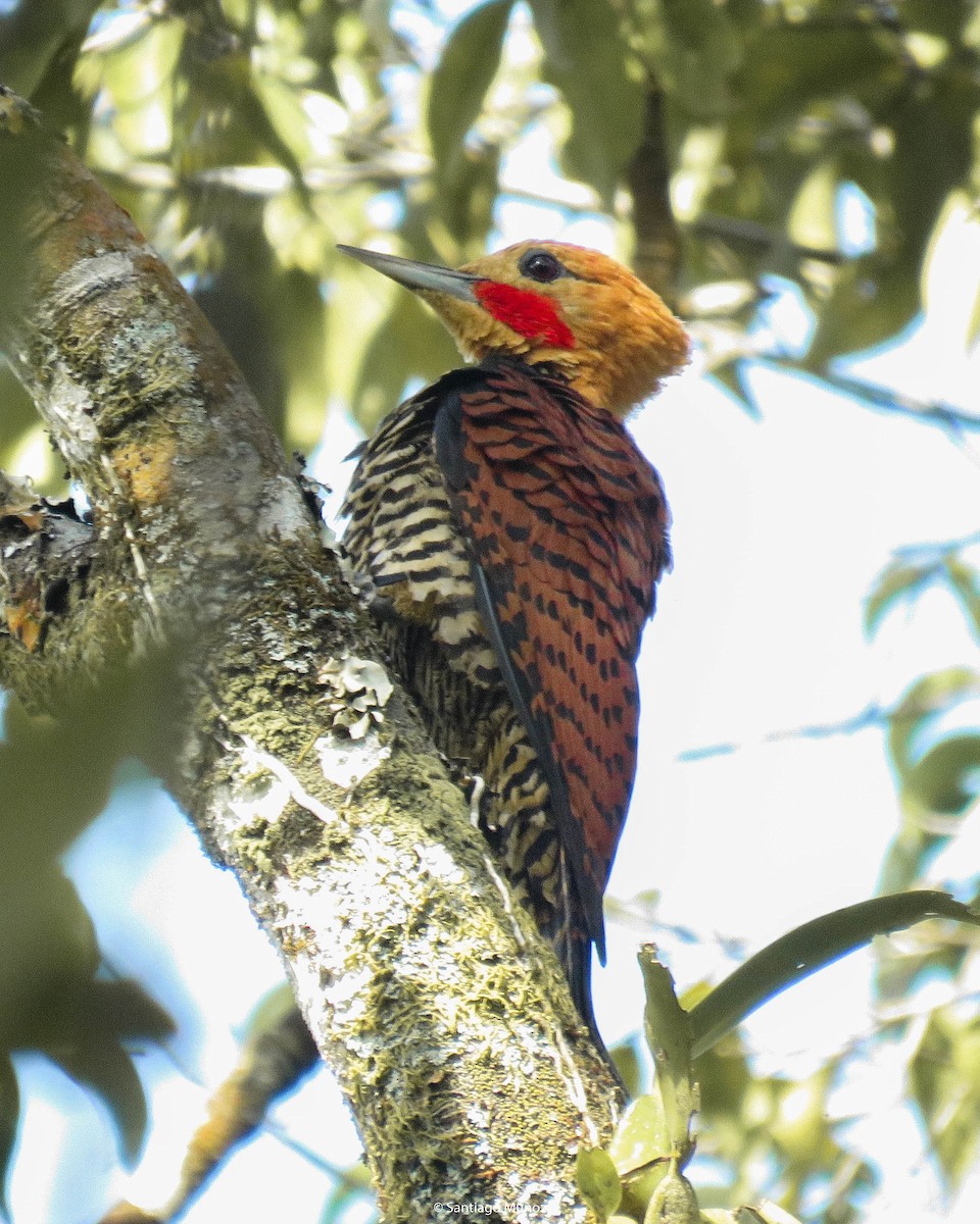 Ringed Woodpecker - Santiago Muñoz Bolaños