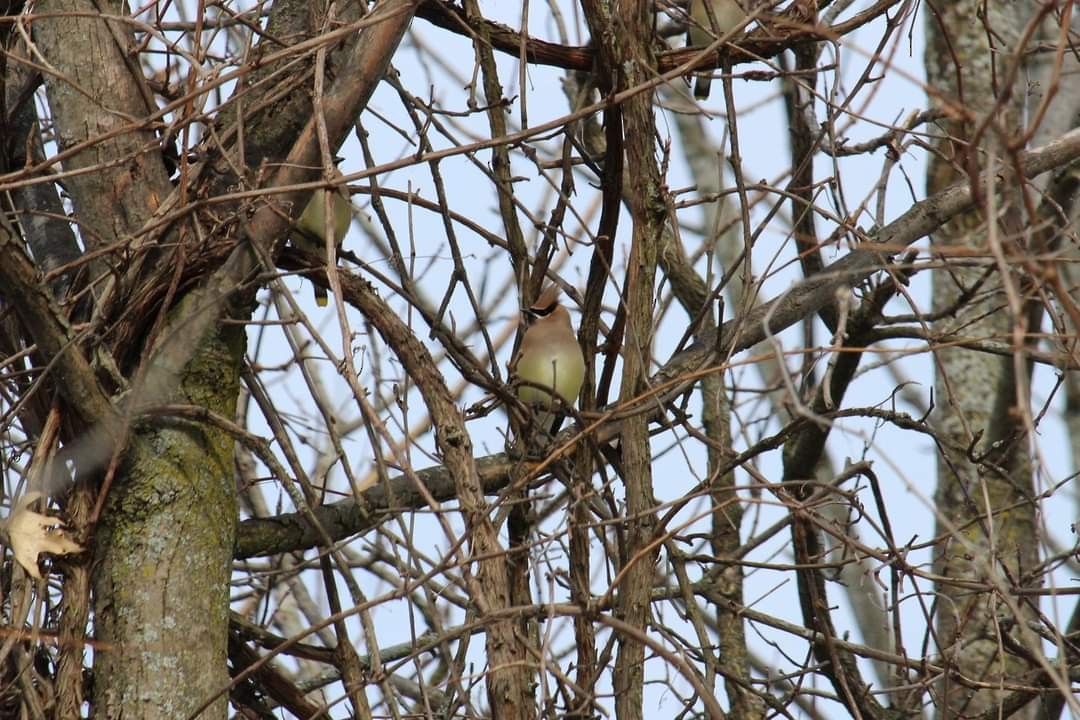 Cedar Waxwing - ML309217401