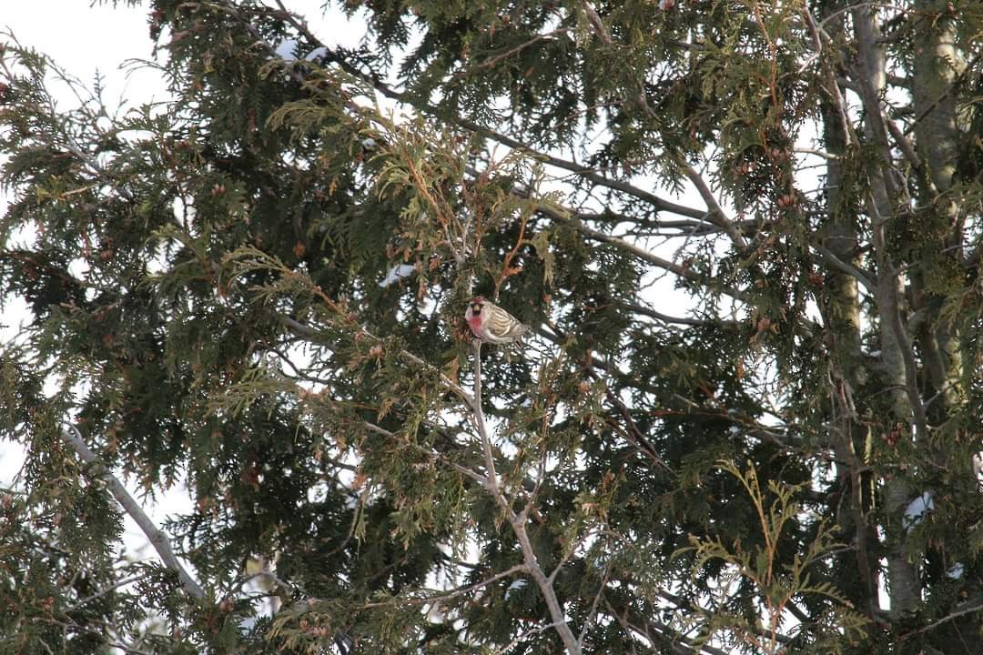 Redpoll (Common) - ML309217781