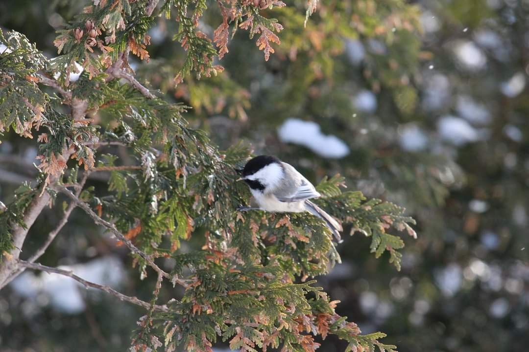 Black-capped Chickadee - ML309217891